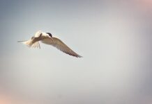 Jak usunąć zastój limfy pod oczami?