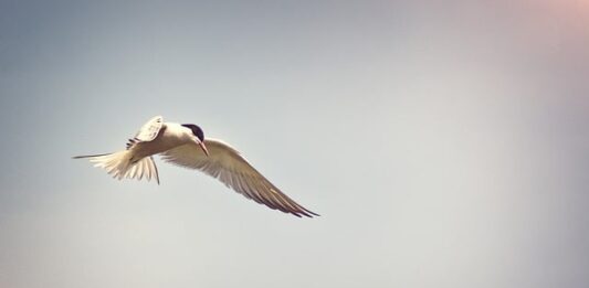 Jak usunąć zastój limfy pod oczami?