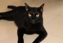 Jak szybko ogolić miejsca intymne?