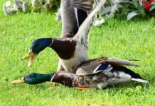 Dlaczego końcówki paznokci hybrydowych się ścierają?