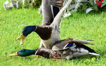 Dlaczego końcówki paznokci hybrydowych się ścierają?