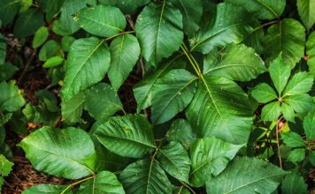 Co na podrażnienia po goleniu Rossmann?