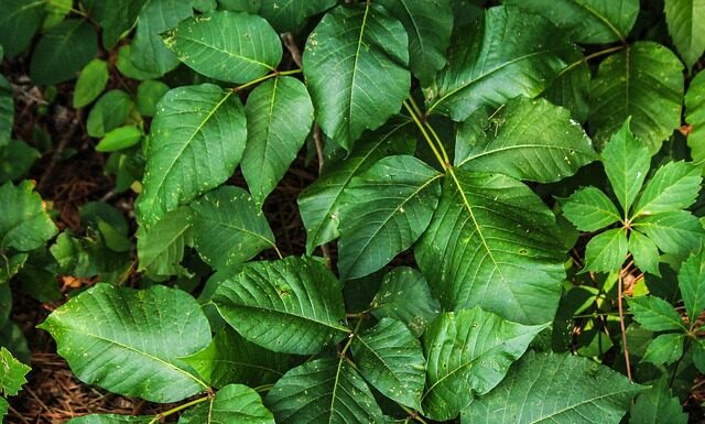 Co na podrażnienia po goleniu Rossmann?