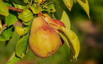 Jak długo trzymać Odżywkę Koloryzująca?