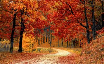 Jak wrócić do swojego naturalnego koloru włosów?