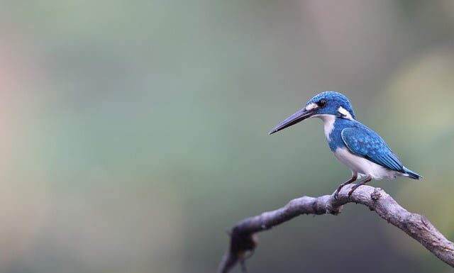 Jak sprawdzić czy jadeit jest prawdziwy? Jak sprawdzić czy jadeit jest prawdziwy?