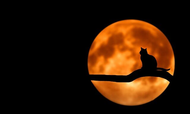 Czy domowe maseczki są skuteczne? Czy domowe maseczki są skuteczne?