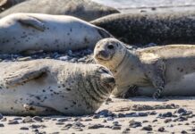 Co na czerwone plecy po opalaniu?