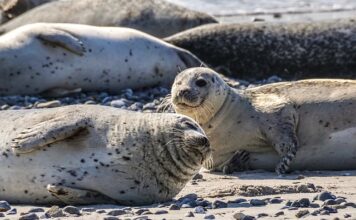 Co na czerwone plecy po opalaniu?
