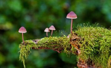 Jakie są rodzaje maszynek do golenia?