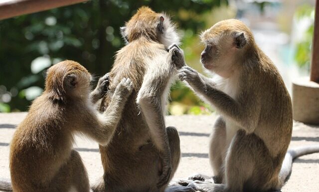Jak pozbyć się swędzenia po goleniu miejsc intymnych?