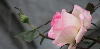 Jak pozbyć się żółtego koloru włosów po rozjaśnianiu?