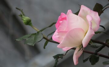 Jak pozbyć się żółtego koloru włosów po rozjaśnianiu?