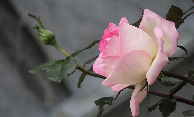 Jak pozbyć się żółtego koloru włosów po rozjaśnianiu?